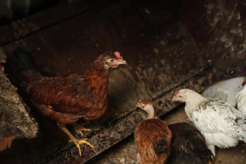 Gallinas en un corral en una imagen de archivo. Foto: EFE