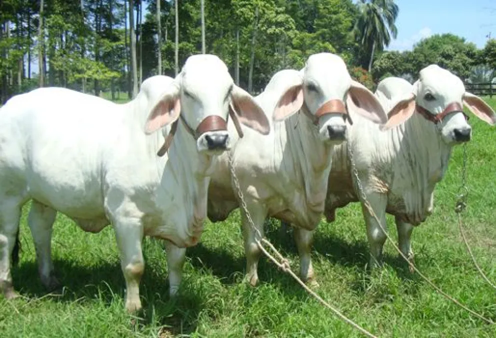 Ganado en pie. Foto: ABI