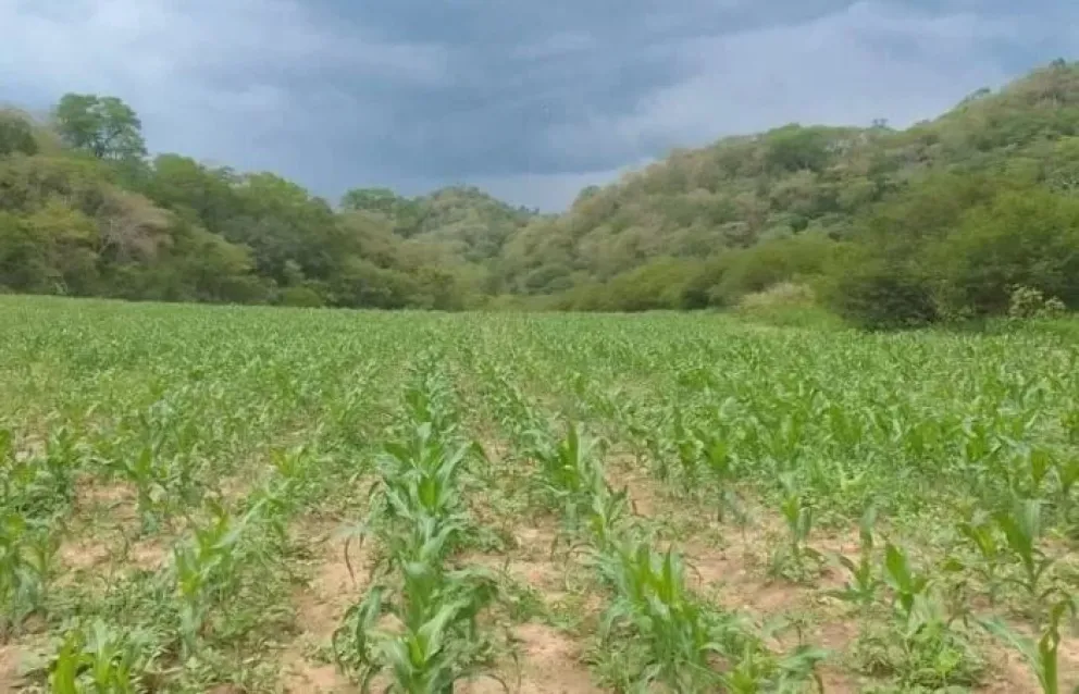 Sembradíos de maíz en Gutiérrez, provincia Cordillera de Santa Cruz. Foto: Mario Moreno / Agro Sinergia