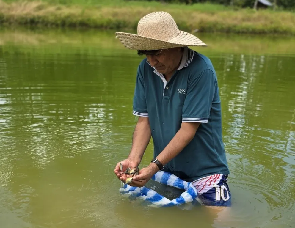 Morales siembra tambaquís, en una foto de archivo. Foto: RRSS del exmandatario 