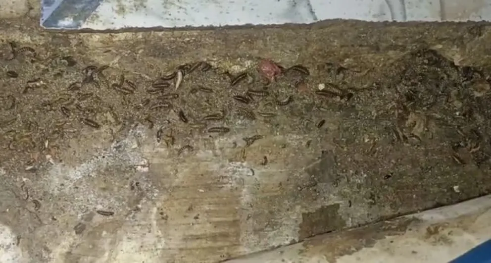 Larvas en uno de los puntos intervenidos. FOTO: AMUN