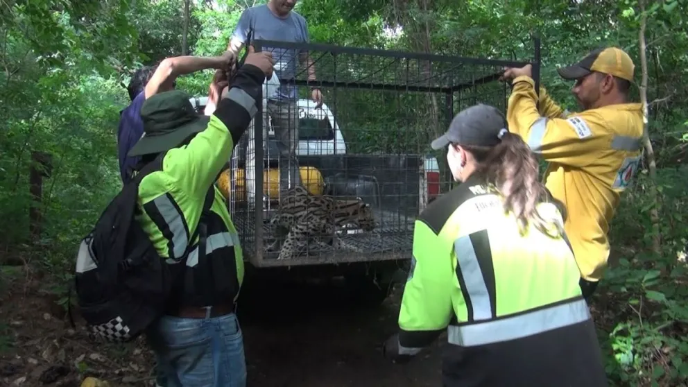 Personal del CEA traslada al ocelote que fue encontrada. Foto: Gobernación de Santa Cruz