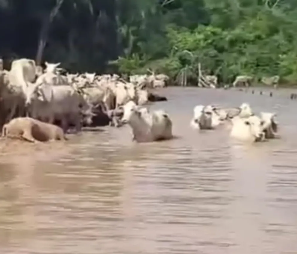 En Beni se intenta evacuar a ganado vacuno a zonas altas- Foto: Captura video Beni Noticias.