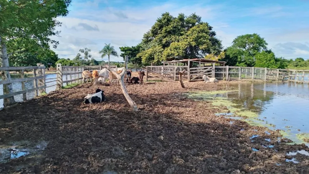En Beni el agua está llegando a las haciendas y se moviliza el ganado hacía zonas altas. Foto: Fegabeni.