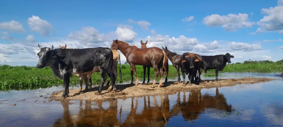 En Beni los productores intentan salvar al ganado vacuno de las inundaciones. Foto. Fegabeni