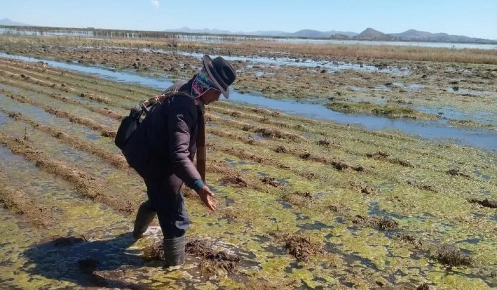 Las lluvias  en algunas poblaciones de La Paz afectaron diversos cultivos. Foto. ABI