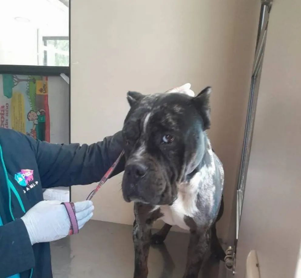 El perro Draco en examinación.    FOTO: AMUN