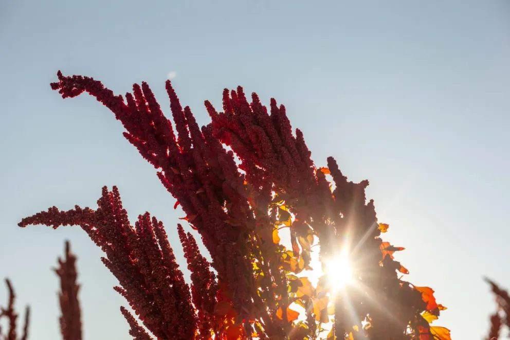 Fotografía del 11 de abril de 2025 de quinua real en un campo frente al salar de Uyuni (Bolivia). Foto: EFE