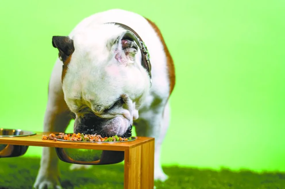 Las Sopitas Doggy son un complemento al alimento seco en croquetas.. FOTO: Archivo digital