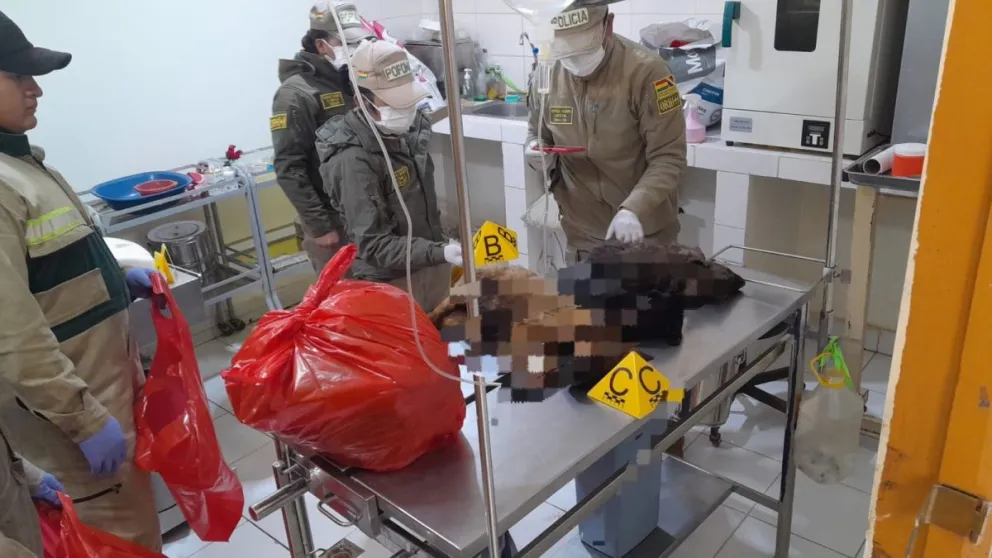 Agentes del Ministerio Público,  Policía Forestal y de Pofoma realizan la investigación de la muerte de canes en Zoonosis, Oruro. Foto: Fiscalía General del Estado.