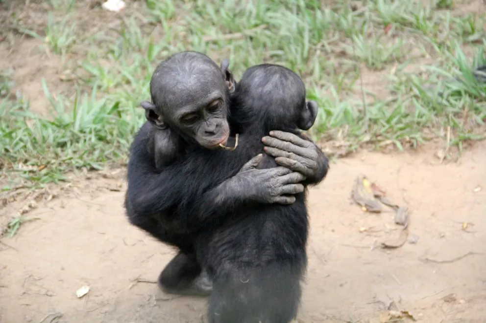 Un bonobo abraza a un compañero afligido durante un consuelo post-conflicto. Foto: EFE