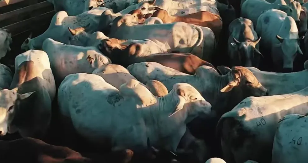 Ganado vacuno en Santa Cruz. Foto: Captura de video