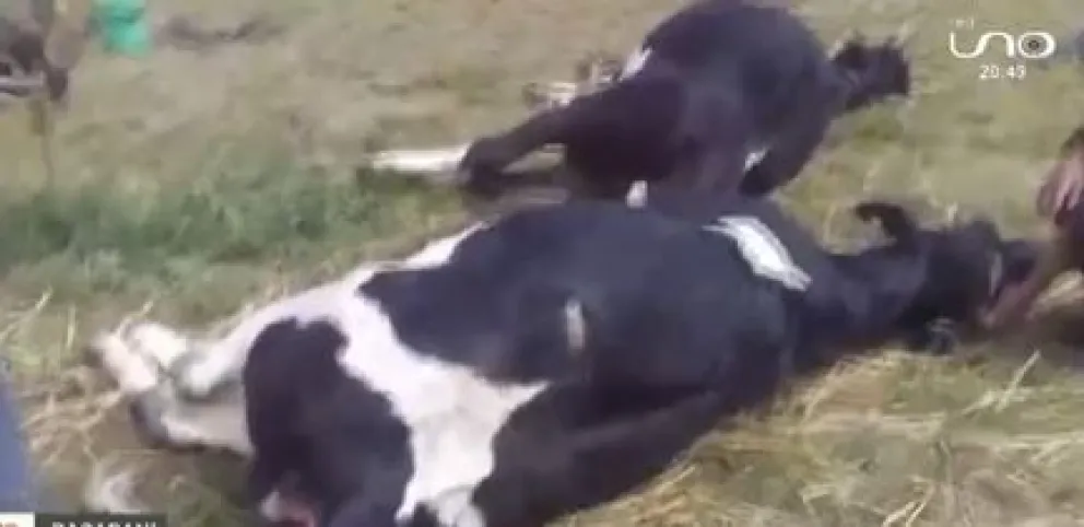 El ganado luego de ser envenenado. Foto. Captura de video
