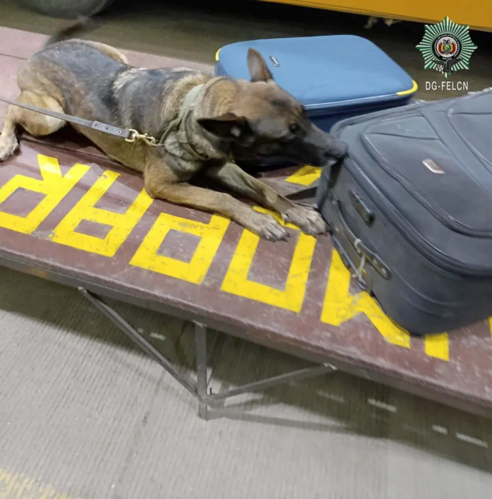 Felcn ejecuta tres operativos y secuestra 439 kilos de droga