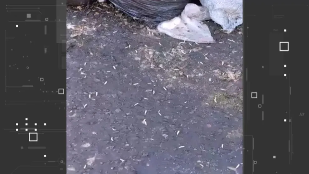 Los gusanos en el penal. FOTO: Captura de pantalla de la Red Uno