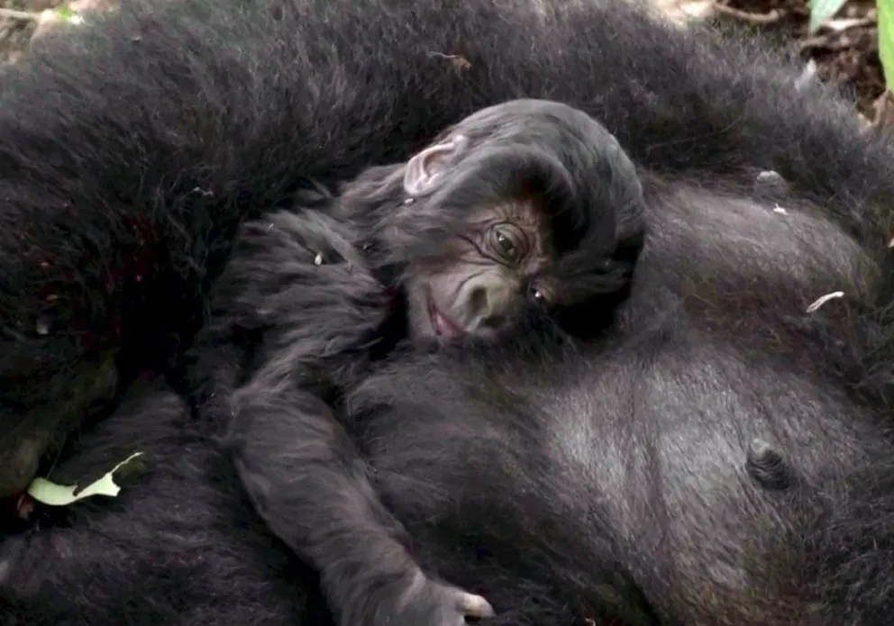 Una cría de gorila de montaña agarrada a su madre en el parque Virunga. Foto: EFE (archivo)