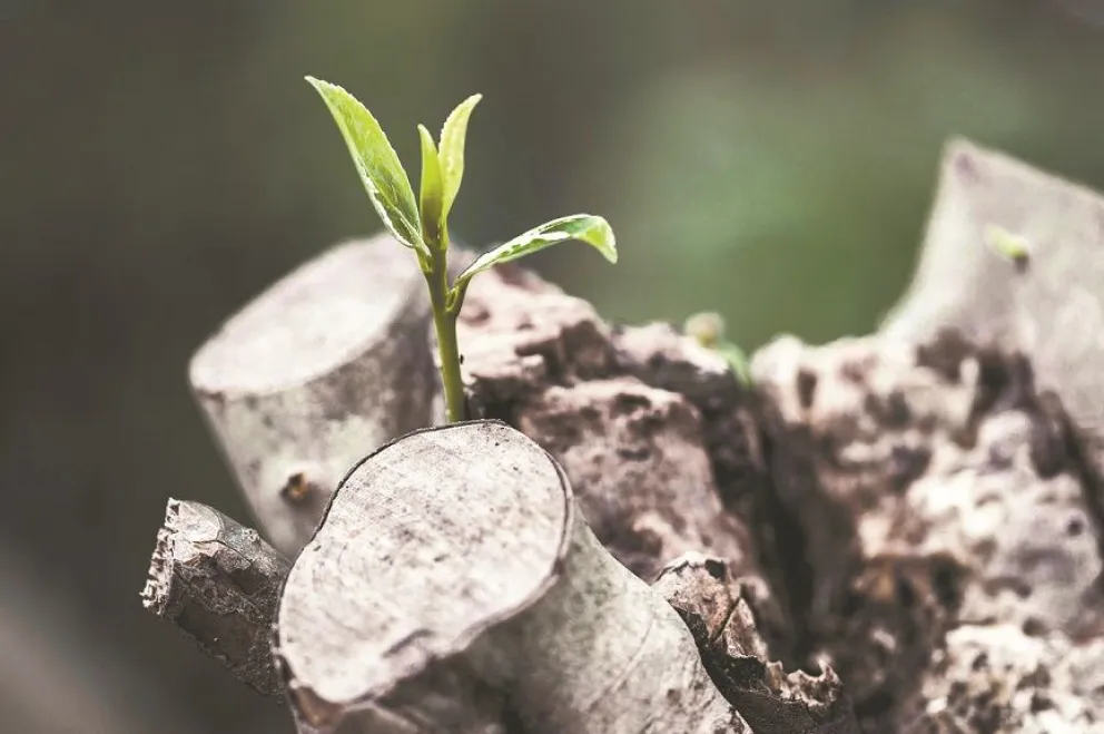 El cuidado de las plantas, en un taller. Foto: Agricultura Urbana