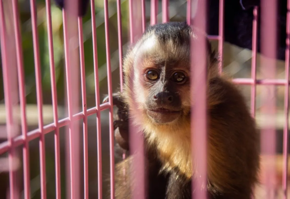 Uno de los animales rehabilitados en Centro Municipal de Atención de Fauna Silvestre de la Alcaldía de Cochabamba . Foto: GAMC 