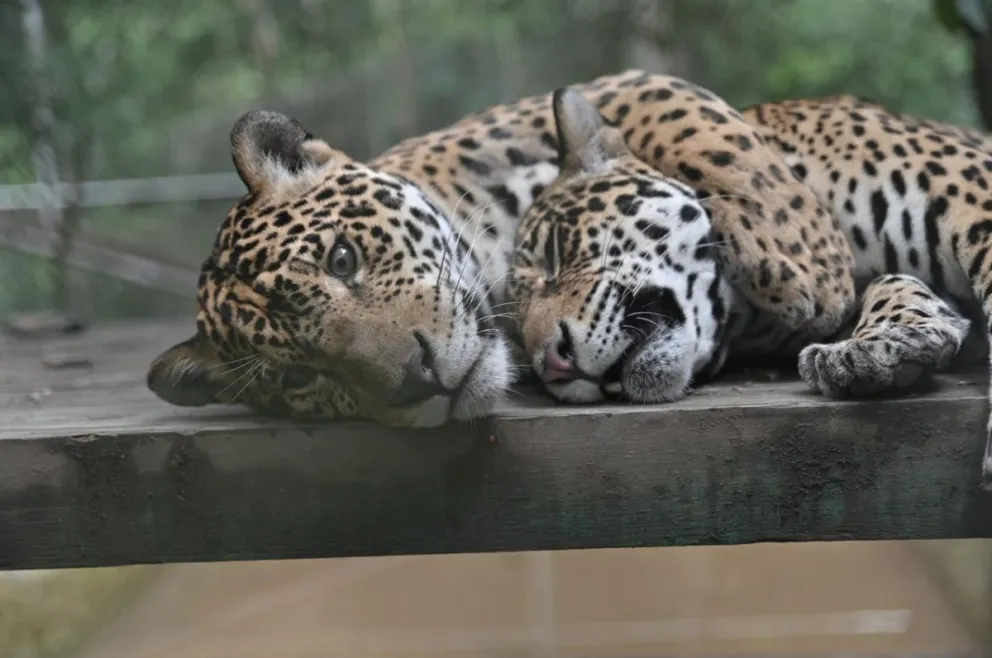 El jaguar es tanto símbolo de conservación como de las culturas. FOTO: Senda Verde