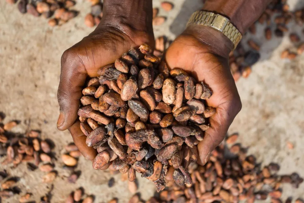 Imagen de archivo de granos de cacao para su secado en una granja de la comunidad de Wao-Wao, en el estado de Ondo, en el suroeste de Nigeria. Foto: EFE
