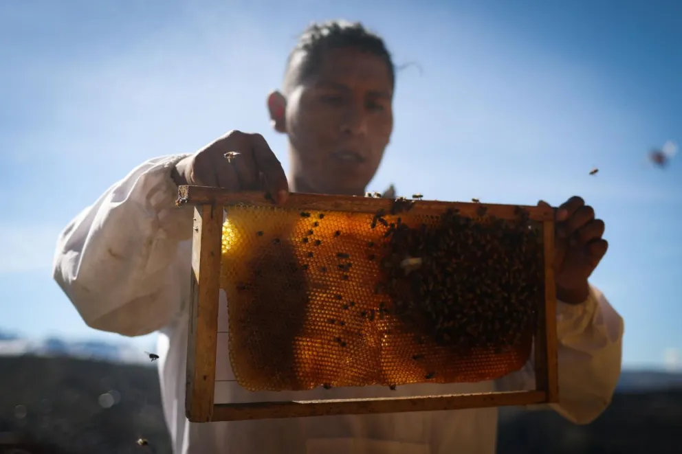 Una persona sosteniendo un enjambre de abejas en La Paz. Foto: EFE