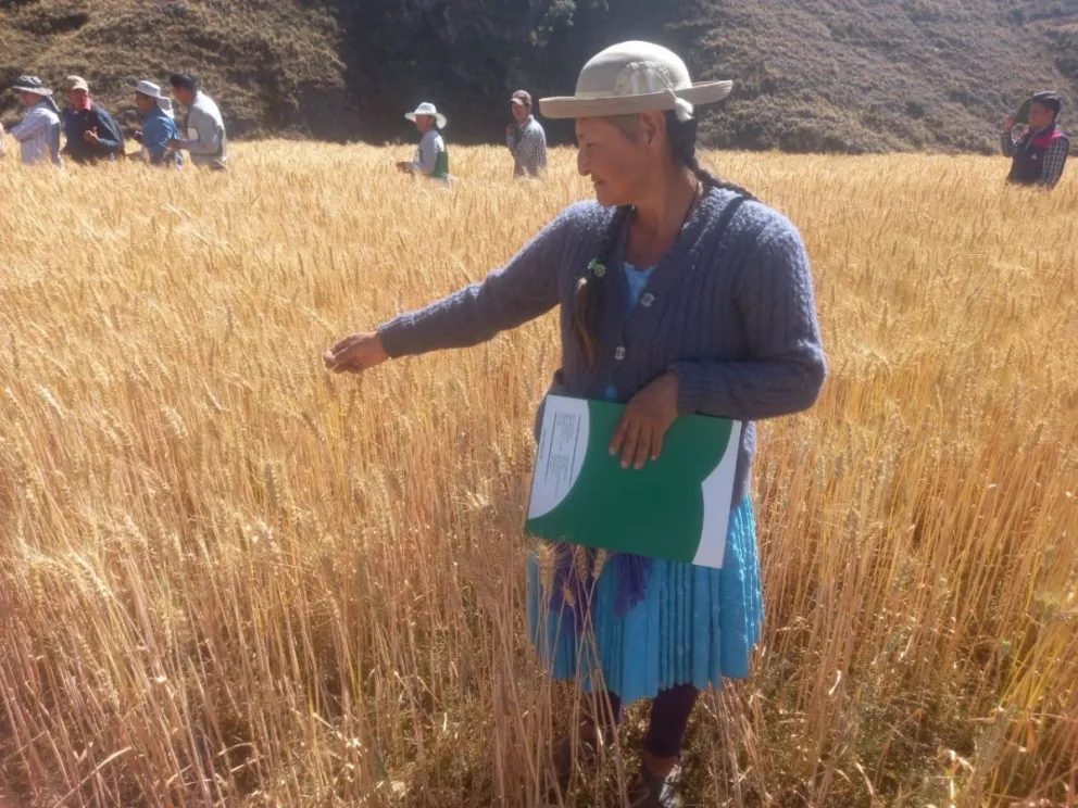 Una agricultora boliviana en su campo de cultivo. Foto: INIAF