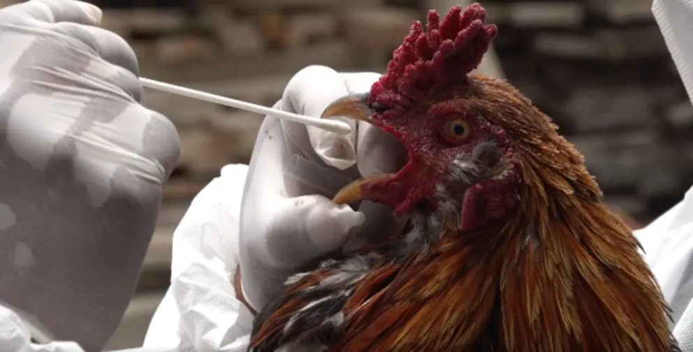 El análisis de los animales en granjas de producción, es parte del control continuo. Foto: Abi