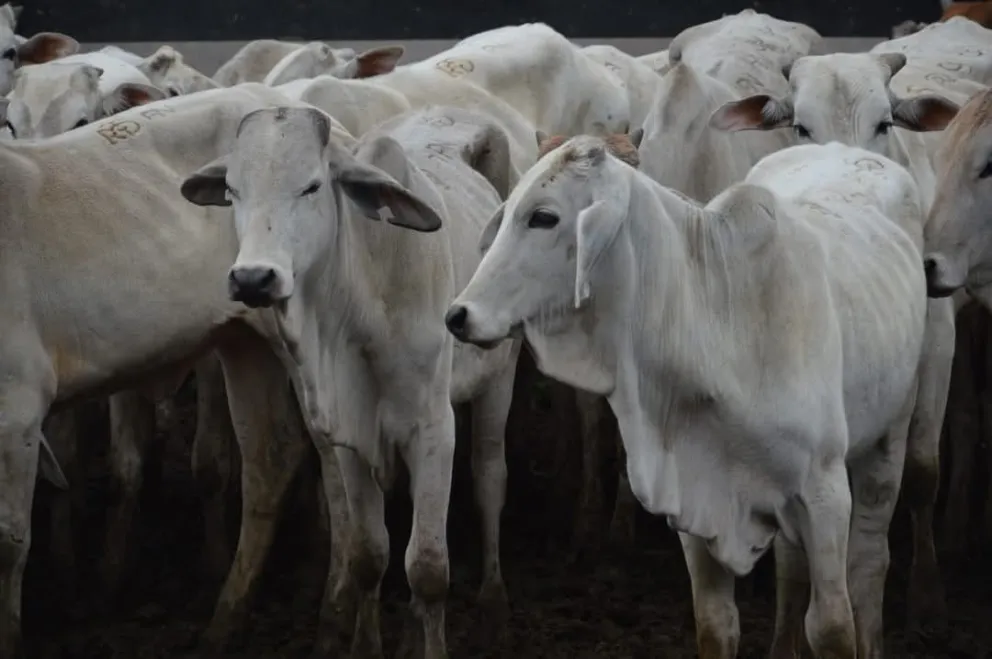 Bolivia recibirá la certificación de país libre de fiebre aftosa sin vacunación. Foto: Ministerio de Desarrollo Rural.