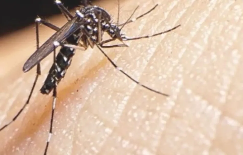 El transmisor del chikungunya. Foto: El Mundo