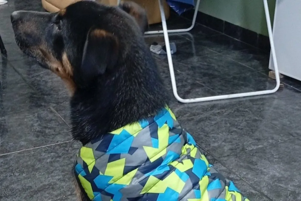 Una mascota con un chaleto. Foto: AMUN