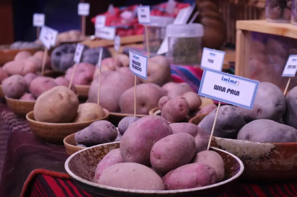 Algunas de las variedades de papa.      Foto: INIAF