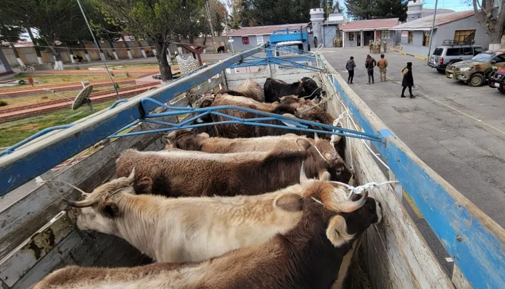 El ganado en uno de los camones interceptados en el operativo. Foto: MDPyEP