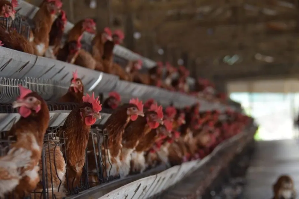 Aves en una granja en una imagen de archivo. Foto: ABI