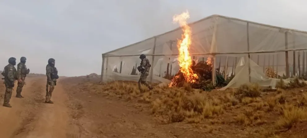 Fuerzas antidroga queman viveros con plantaciones de marihuana en el norte de Potosí. Foto: Felcn