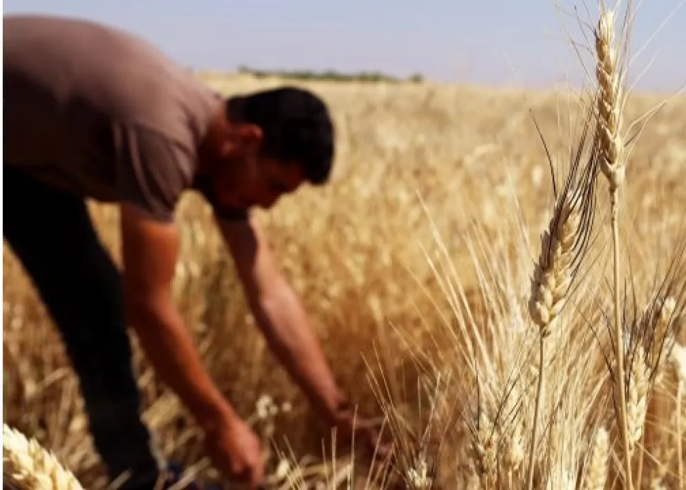 Un agricultor trabaja en un cultivo de granos, imagen referencial. Foto: FAO / PMA