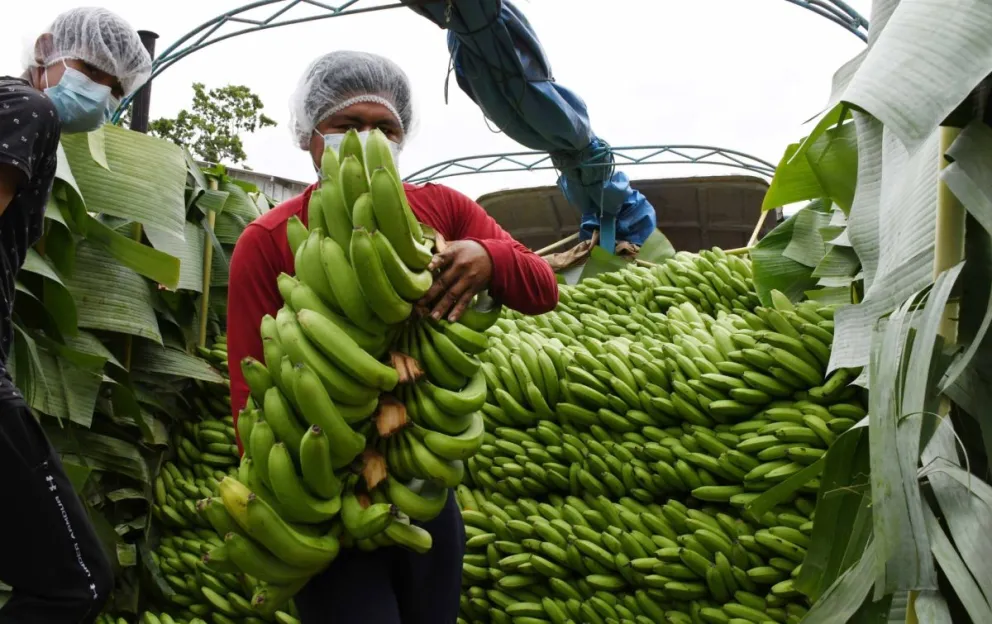 Banana dirigida a la exportación en el Trópico de Cochabamba. Foto. ABI