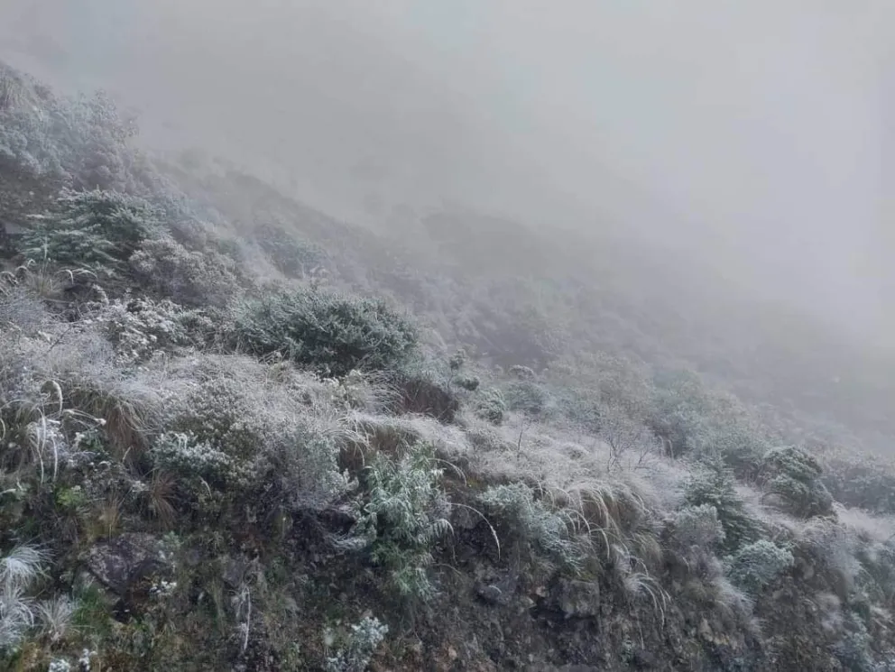 Cultivos afectados por la helada. FOTO: ABI