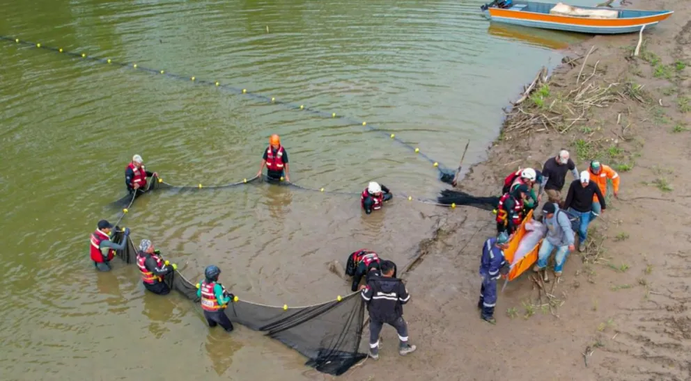 El procedimiento de rescate de los bufeos. Foto: Gobernación de Santa Cruz