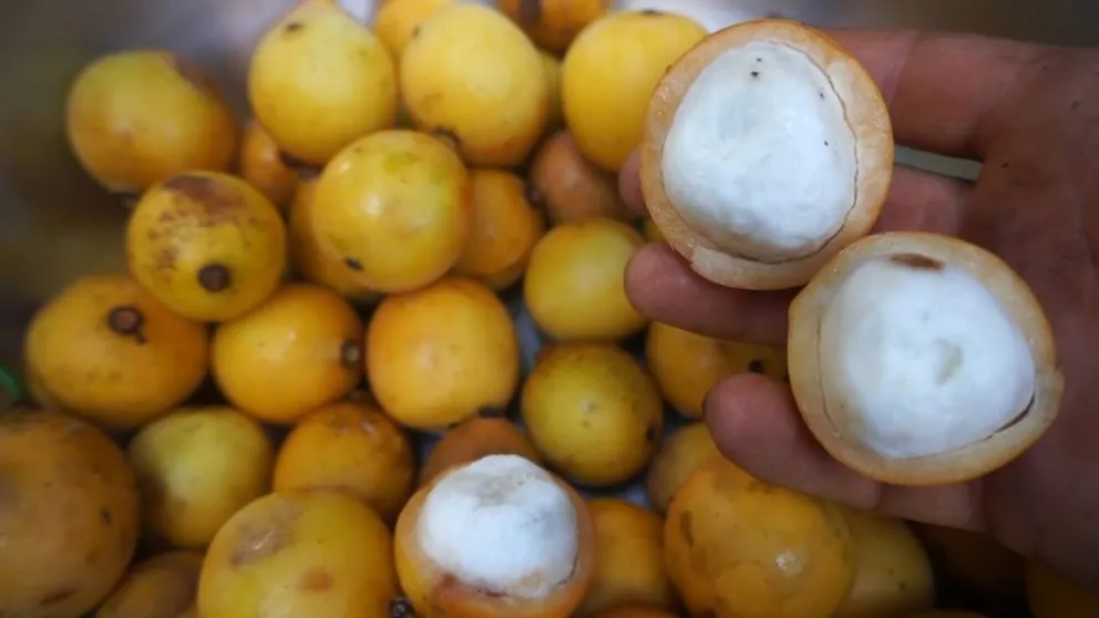 El achachairú (Garcinia humilis) es un fruto de dos semillas con la pulpa comestible. Foto: MDRyT