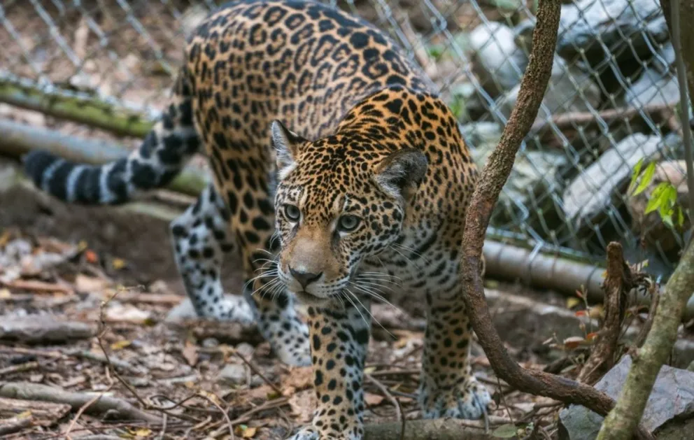 Un jaguar en una imagen de archivo. Foto: Senda Verde