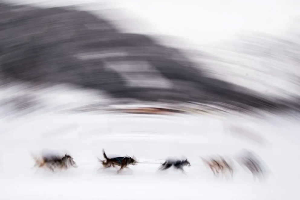 El Qimmeq forma un clado distinto con otros perros árticos antiguos, sobre todo con uno de Alaska de 3.700 años de antigüedad. Foto: EFE