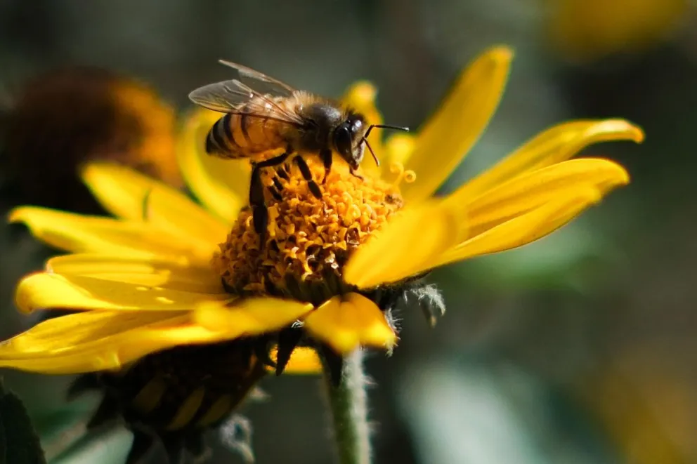 Fotografía del 9 de mayo de 2025 de una abeja sobre una flor. Foto: EFE