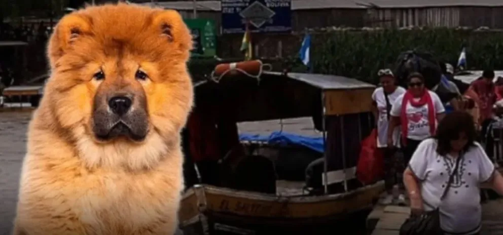 Un perro de la raza chow-chow, imagen referencial. Foto: RRSS
