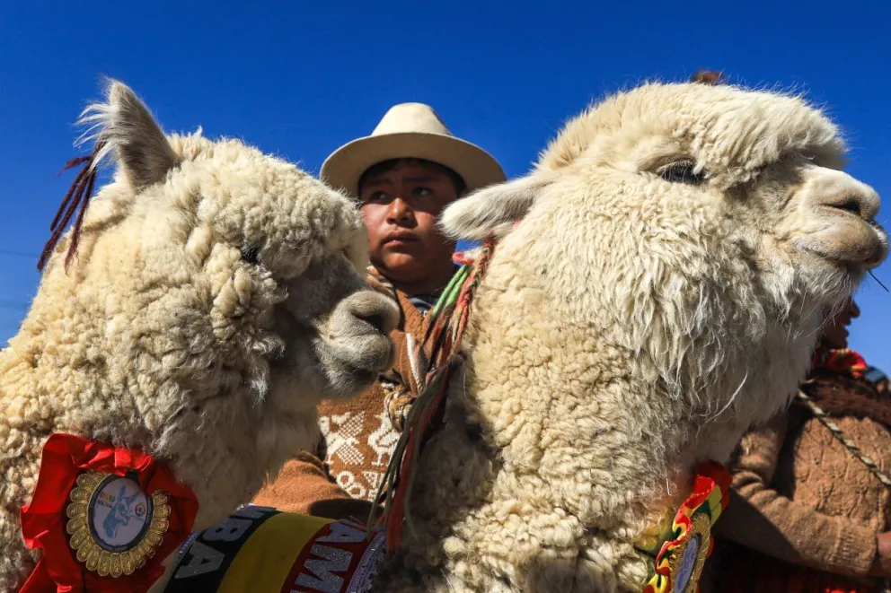 Un criador expone sus alpacas durante una feria de camélidos este sábado, en El Alto (Bolivia). Foto: EFE