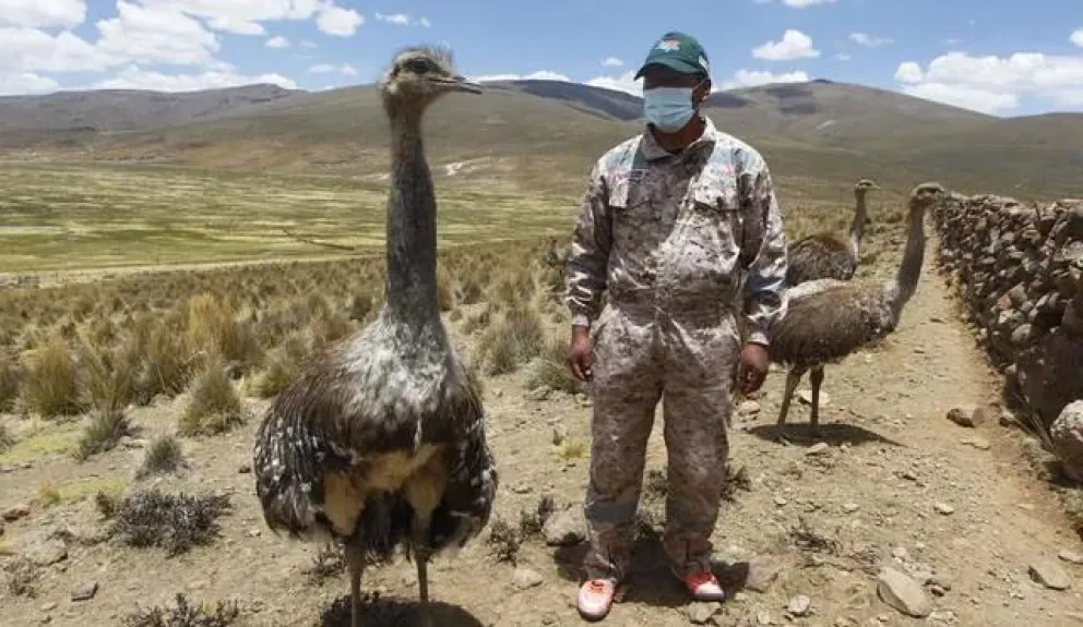 Suris pertenecían a un programa de repoblamiento de la especie. Foto: Liubomir Fernández - La República.