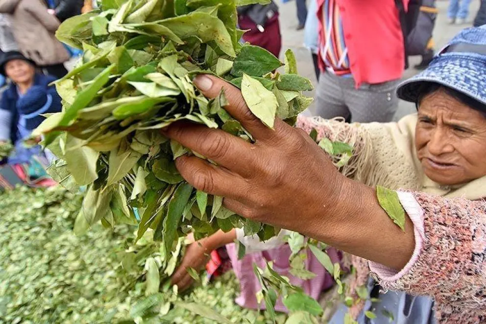 Una productora de hoja de coca en Bolivia muestra la producción, la hoja es consumida también en Argentina. Foto: ABI
