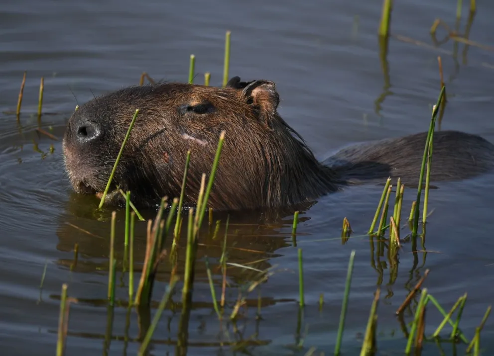 Una capibara en una imagen de archivo. Foto: @elnuevoherald