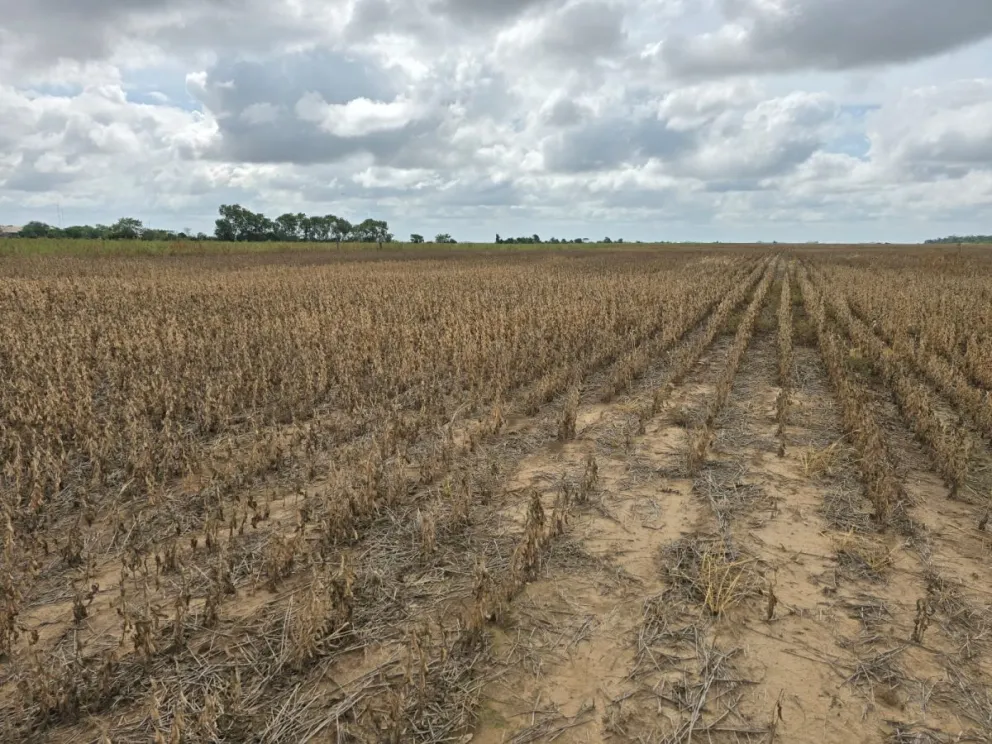 Efectos de la sequía en las plantaciones de soya en 2024  en Santa Cruz. Foto: Visión 360