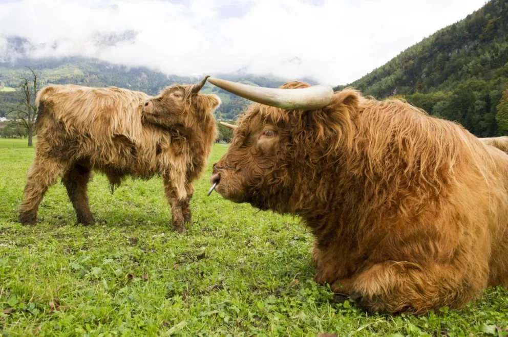 Dos vacas highland, de las Tierras Altas de Escocia, pastan frente a los picos de Mythen en Schwyz, Suiza. Foto: EFE