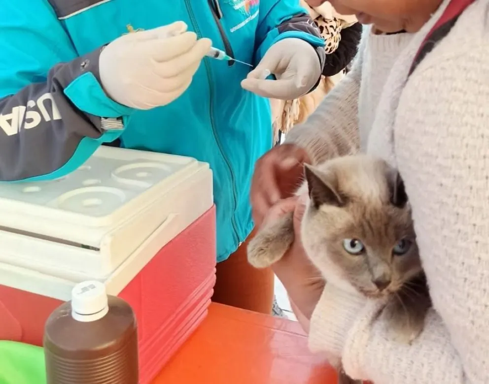 Un gato en la mesa veterinaria y a punto de ser vacunado. Foto: AMUN